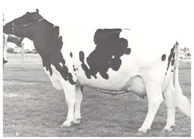 第16回全日本ホルスタイン共進会について